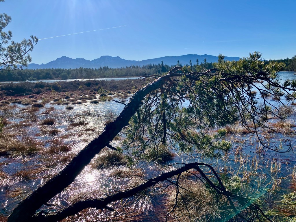 Geheimtipp: Das Schönramer Filz jenseits des bekannten Moorerlebnispfads