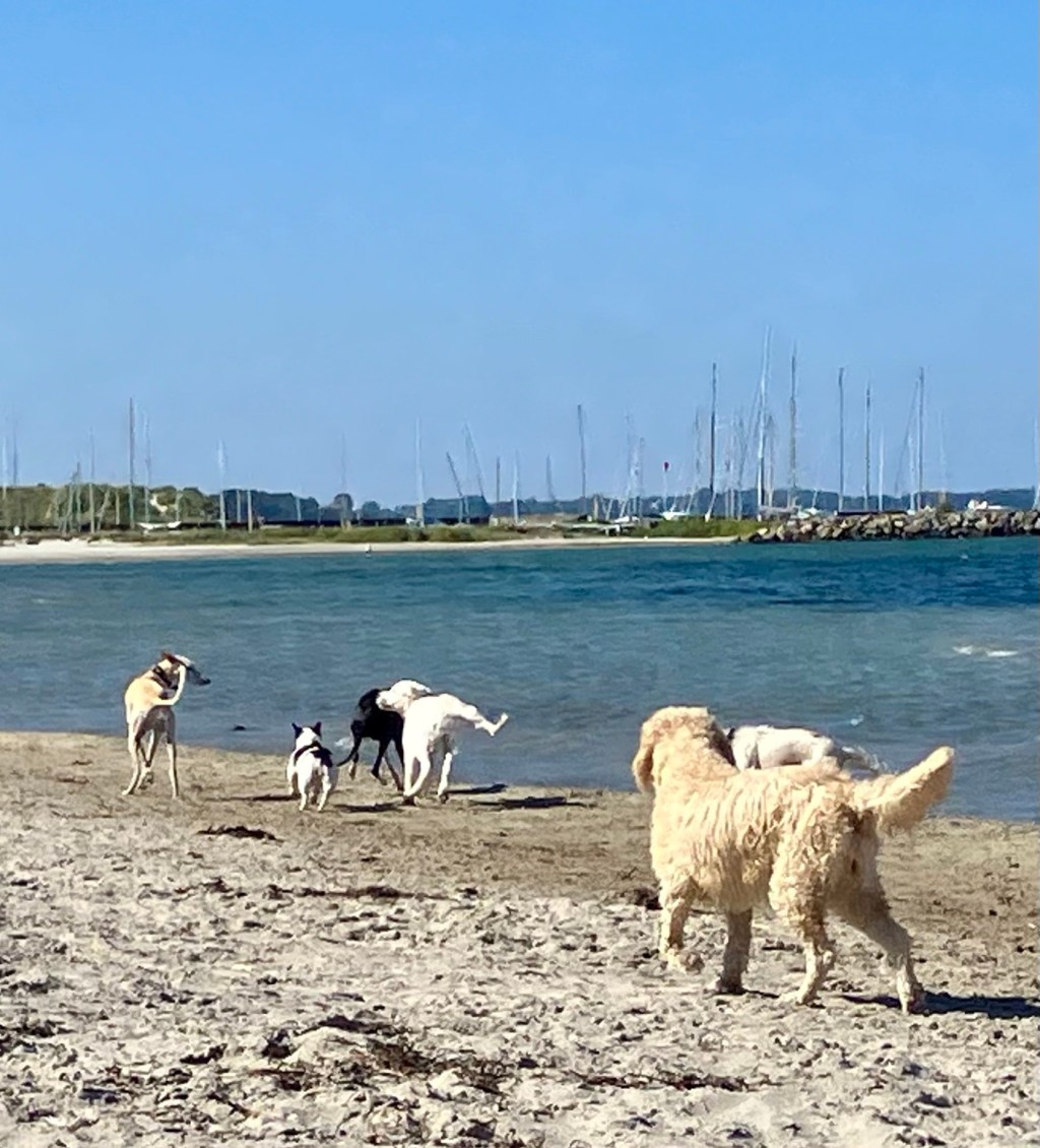 Am Hundestrand in Hornbæck und noch zwei&nbsp;Murale