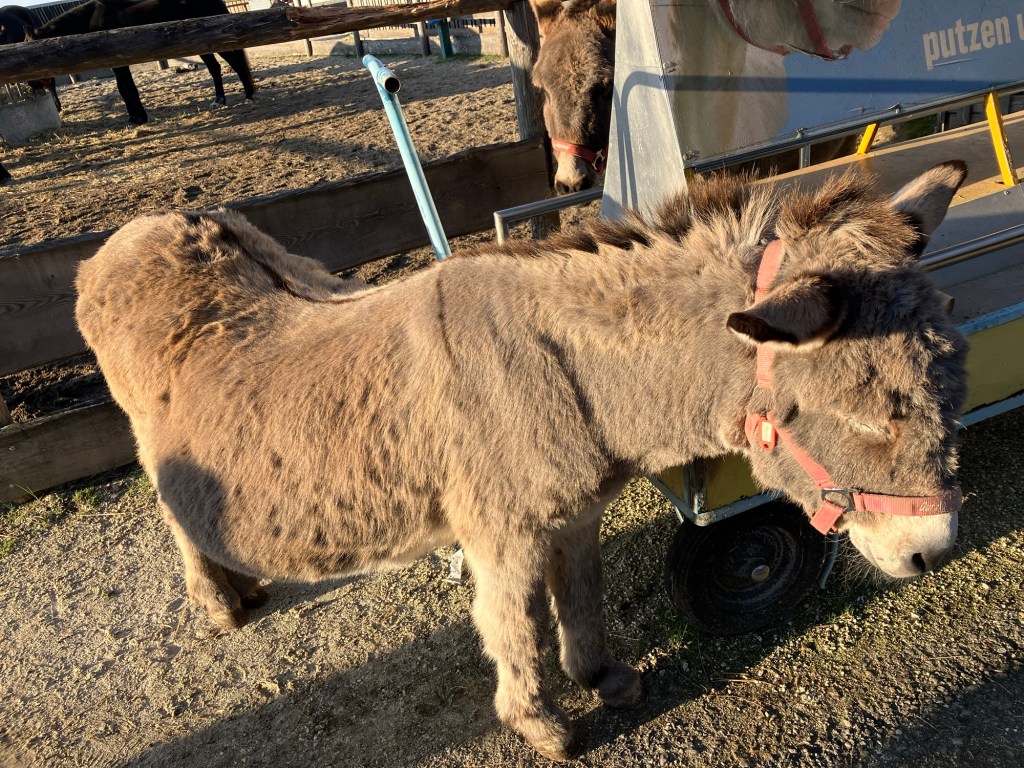 Gut Aiderbichl: Tierschutz oder&nbsp;Tiernutz?&nbsp;