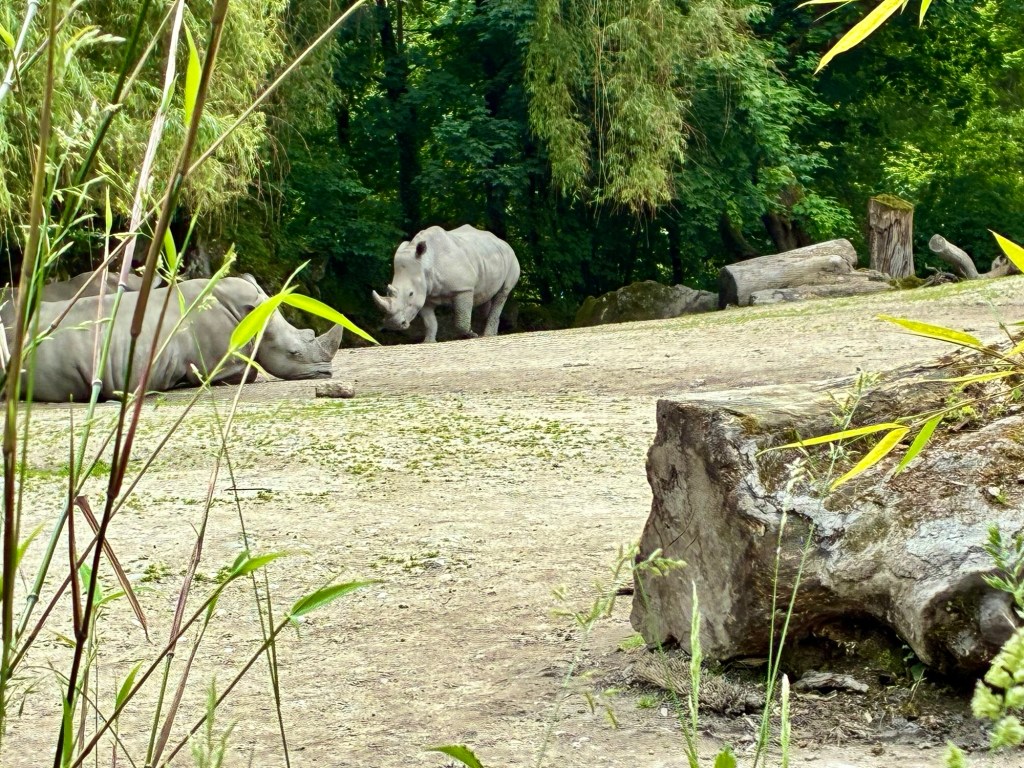 Ein tierischer erster Geburtstag – Picknick im Zoo&nbsp;Hellbrunn